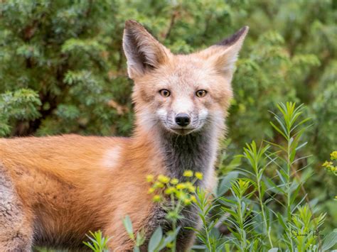 Animals In The Deciduous Forest Fox