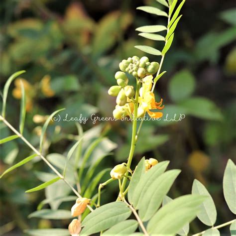 Senna / Mogdad Coffee (কালকাসুন্দে) – Leafy Greens Initiative