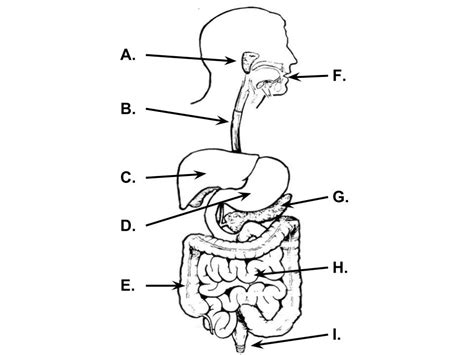 Image result for Basic Digestive System
