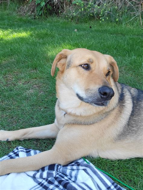 Yellow Lab Shepherd Mix