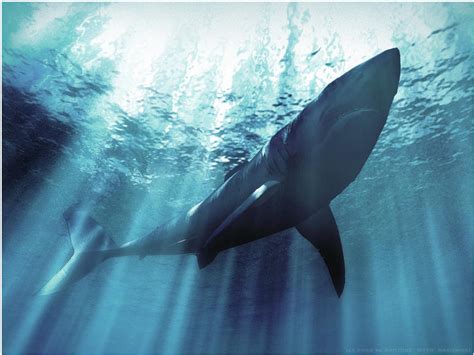 关于鲸鱼的资料有哪些（同是海洋生物，为何大白鲨身上干干净净，鲸鱼身上却会有附着物？） | 说明书网