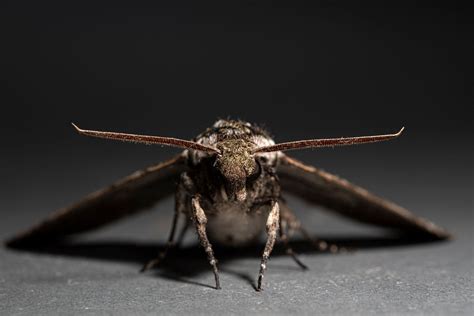 This Drone Sniffs Out Odors With a Real Moth Antenna | WIRED