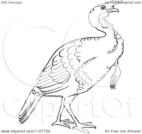 Turkey Bird Drawing at PaintingValley.com | Explore collection of ...