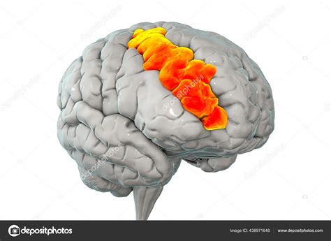 Prefrontal Cortex 的图像结果