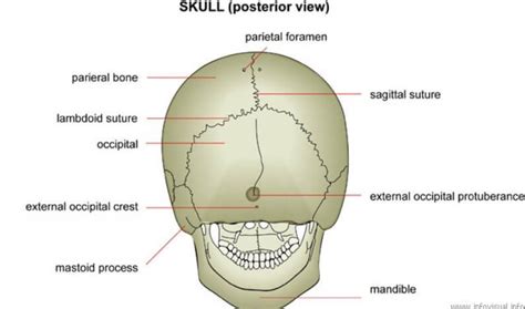 Process Bone 的图像结果
