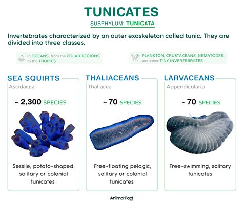 Tunicate - Examples, Characteristics, Anatomy, and Pictures