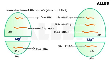 RNA Types 的图像结果