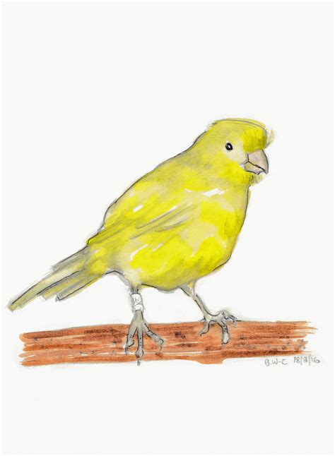 Yellow Canary Drawing