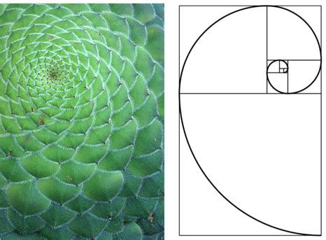 Golden Ratio PNG, Golden Ratio Transparent Images - Free Transparent ...