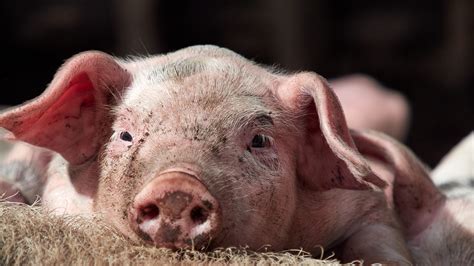 Alles over het varken | Ontmoet onze dieren | DierenPark Amersfoort