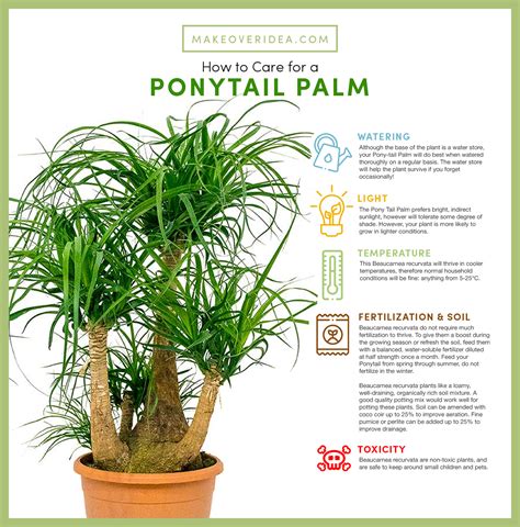 Why Ponytail Palm Dying: Causes and Solutions