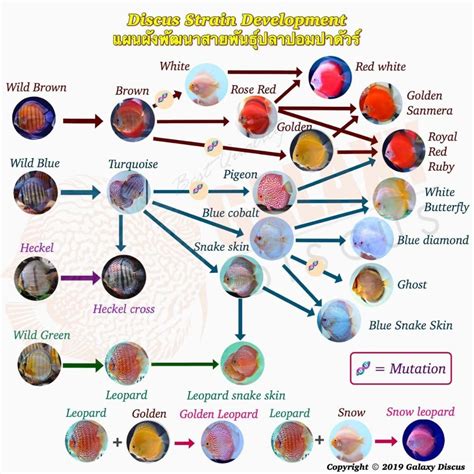 Discus Guide 的图像结果