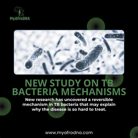 New Study Uncovers a Reversible Mechanism in TB Bacteria – MyAfroDNA
