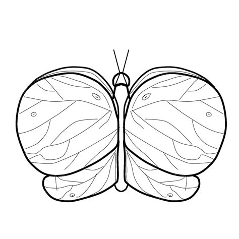 Top 999+ butterfly outline images – Amazing Collection butterfly ...