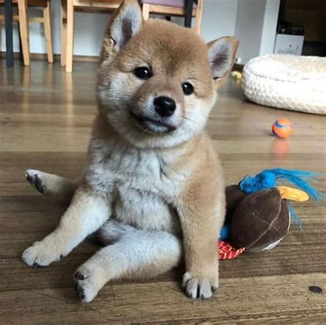 14 Pictures of Shiba Inu Proving That They Are The Best Friends Ever ...