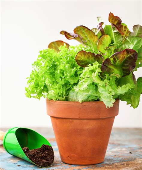 How to grow lettuce indoors: tips for windowsill crops | Homes and Gardens