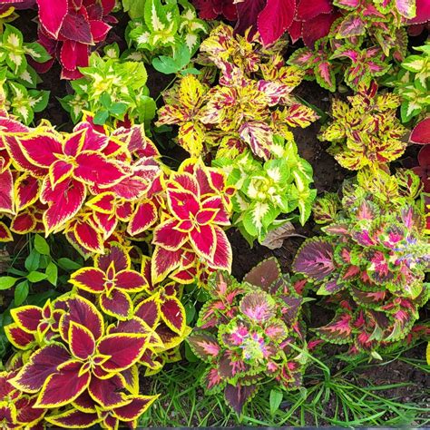 Seflore Coleus SeedsEGSC for Planting, 200 Flower Seeds to Plant ...
