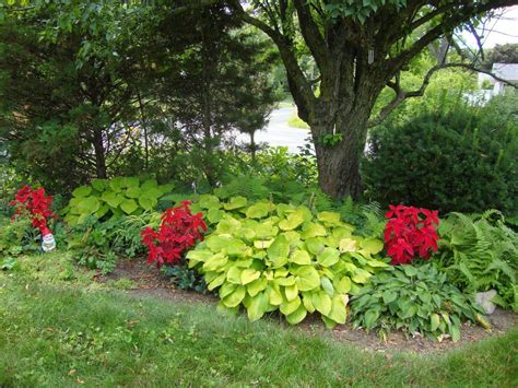 24 Shade Plants for Container Gardening with Hostas Ideas You Should ...