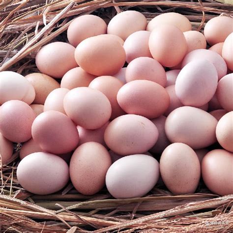 收购正宗散养土鸡蛋 山鸡蛋一箱240枚22斤左右批发价格 鲜鸡蛋-食品商务网