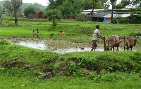 Maharashtra: Ecologically Fragile Dahanu Region Likely to Lose ...