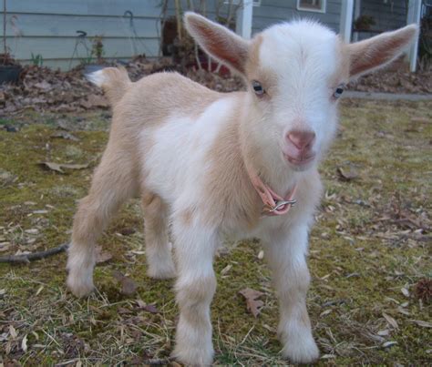 Baby Goat Called A Kid at Tawana Tibbs blog