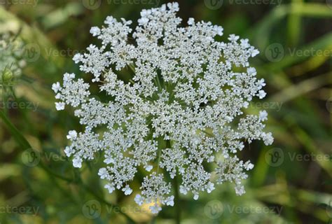 Flowering White Queen Annes Lace Flower Blossom 33516697 Stock Photo at ...