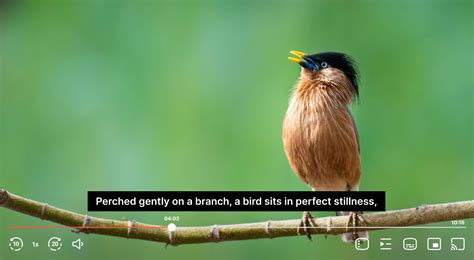 Closed Captions Vs Subtitles