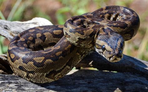 Image result for South African Python Snake