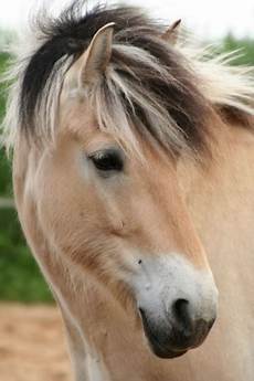 ausmalbilder pferde norweger norweger foto bild tiere haustiere pferde esel ausmalbilder pferde norweger norweger foto bild tiere haustiere pferde esel