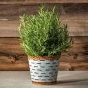 Cloud Farm Rosemary Herb Plant Price in India - Buy Cloud Farm Rosemary ...