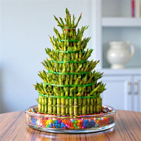 Buy 7 Layer Lucky Bamboo online @ best price from plantsguru