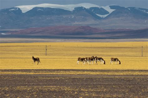 Photos Chine : ânes sauvages tibétains au Tibet — Chine Informations