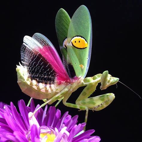 Are Flower Mantis Poisonous at Jai Terry blog