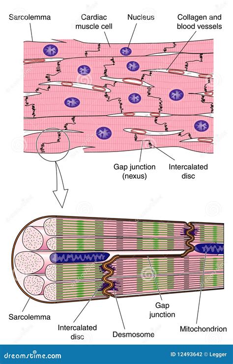 Cardiac Muscle Diagram Labeled Cardiac Muscle | Definition, Function,