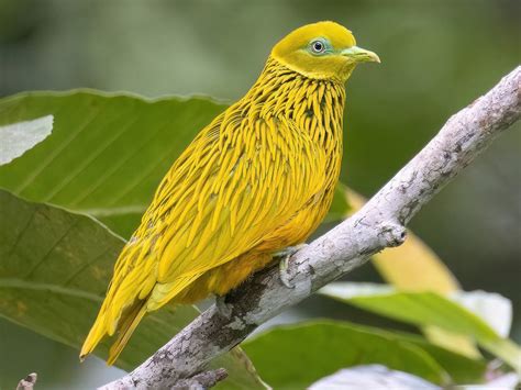 Golden Dove - eBird