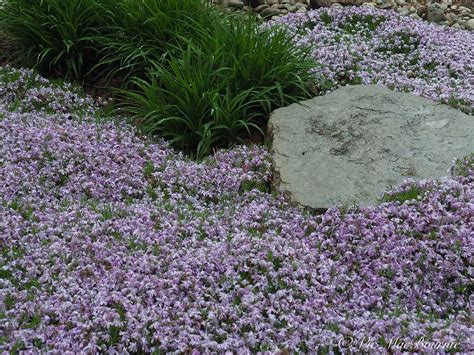 Creeping phlox: ideal ground cover for a splash of purple or mauve ...