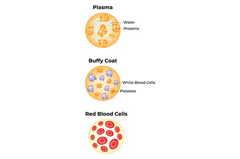 Plasma Buffy Coat Red Blood Cells Design Graphic by hamjaiu · Creative ...