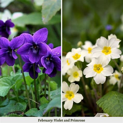 Birth Month Flowers And Their Meanings Part 1 - Camellia Bees