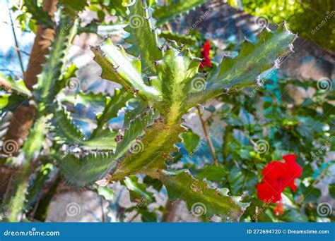 Cactus Cacti and Red Hibiscus Flower Tree Plant in Mexico Stock Photo ...