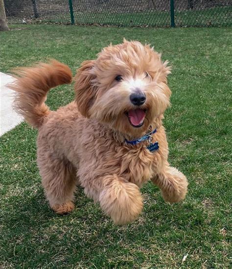 Miniature Goldendoodle: 11 Incredible Facts You Need to Know