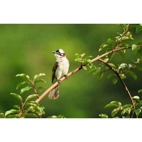 Beautiful Bird 13