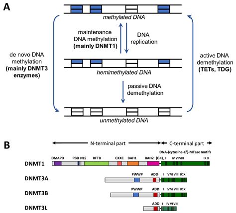 Molecular Processes Connecting DNA Methylation Patterns with DNA ...