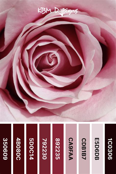 Rose Color 的图像结果