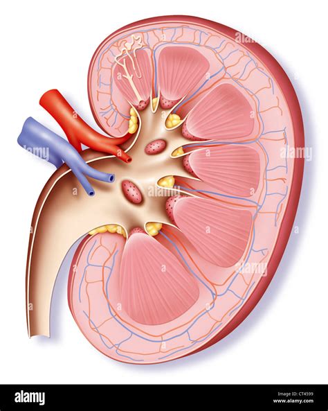 Renal pyramid hi-res stock photography and images - Alamy