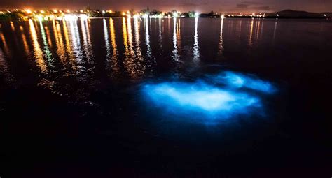 The 10 Best Beaches to See Bioluminescence