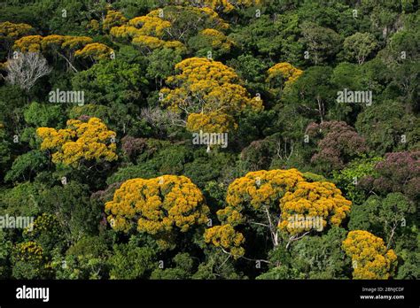 Rainforest 的图像结果