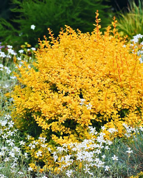 11 Deer-Resistant Shrubs to Keep Your Landscape Safe from Grazing