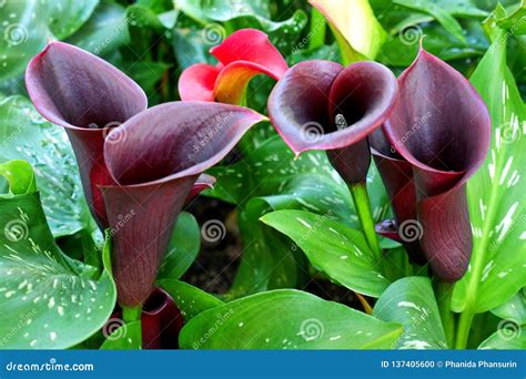 Beautiful Purple Calla Lily Flowers Stock Photo - Image of closeup ...