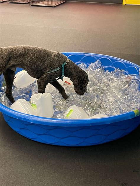 Importance of Agency and Choice in a Dogs Life - Milwaukee Paws Pet Care