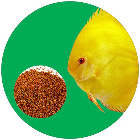 Aqua Discus India – India's Multi-Branded Online Discus Superstore